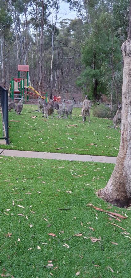 A-Line Holiday Park Bendigo Exteriör bild
